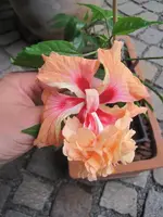 Hibiscus rosa sinensis el capitolio sport 2.webp