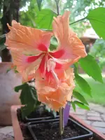 Hibiscus rosa sinensis el capitolio sport.webp