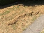 G_Garten_Rasen vertrocknet__07.08.2014_mr.ditschy.jpg
