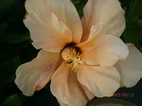 P8130011.webp