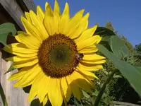 IMGP8016.webp
