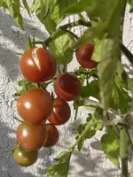 IMGP8025.webp
