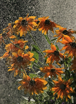 Rudbeckie_Prairie Sun_water_drops_rain_Gegenlicht1_800.webp