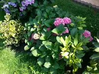2015-08-13      Das neue Schattenrevier.webp