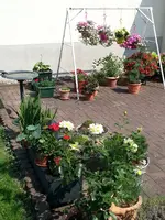 2015-08-13 Kübelgarten im Hof.webp