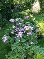 2015-08-13 Hortensien haben es lauschig.webp