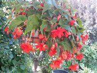 2015-08-13 Haben es schattig.webp