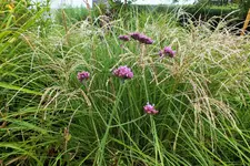 DSCF2794 (2).webp