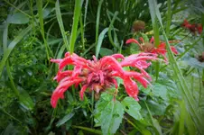 DSCF2795 (2).webp