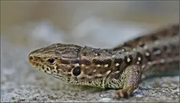 Zauneidechse (1).jpg