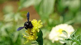 schwarze Hummel.webp