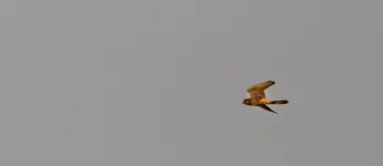 Falke.webp