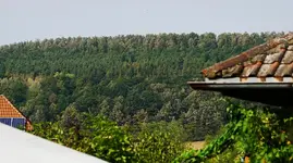 Wald (Kopie).jpg