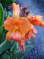 Baroness Lissy.webp