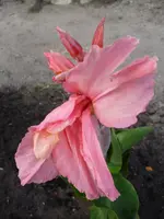 Chinense Corail.webp