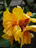 Golden Orb.webp
