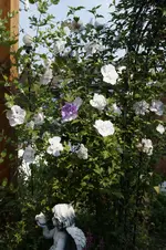 _DSC9034.webp