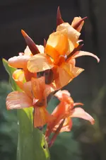 _DSC9042.webp