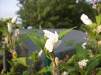 Hibiscus 1.webp