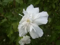Hibiscus 2.webp