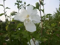Hibiscus 3.webp