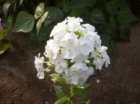 Phlox 2.webp