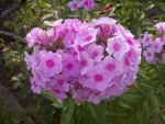 Phlox 1.JPG