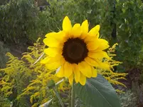Sonnenblume 2.webp