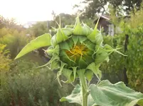 Sonnenblume 1.webp