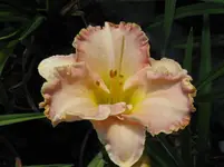 alicia rosed kisses7_1067x800.webp