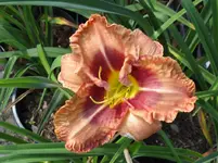 juanitas picotee daylight4_1067x800.webp