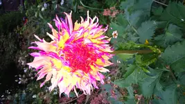 DSC_0029.webp