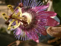 P8140035.webp