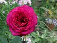 rsn2015 (22).webp
