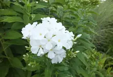 DSCF2538 (2).webp