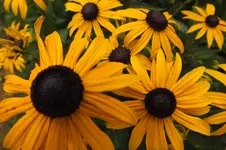 DSCF2800.webp