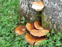 IMG_3686v.webp