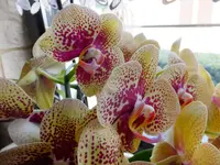 DSCF9443.webp