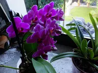 DSCF9445.webp