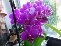 DSCF9447.webp