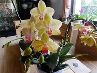 DSCF9455.webp
