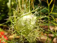 DSCF9458.webp