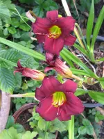 kleine rote_600x800.webp