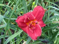 zella virginia x grape velvet_1067x800.webp