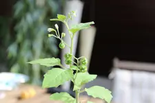 unknown object 2.webp