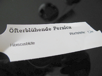 persica.webp