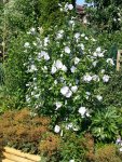 2015-08-13 Hibiskus mit Sonne und Wasser.jpg