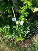 2015-08-13 Ghislaine de Feligonde.webp