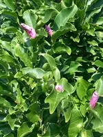2015-08-13 Sahara-Hitze brütet Magnolien aus.webp