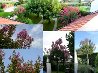 Lagerstroemia.webp